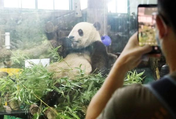 走进夏日的上海动物园，游客会看到这样的场景：可爱的“国宝”大熊猫蹲在室内悠然自得地孵着空调、晒着日光浴埋在水里乘凉的河马吃上了饲养员送来的冰镇西瓜、鸟类展区的笼舍