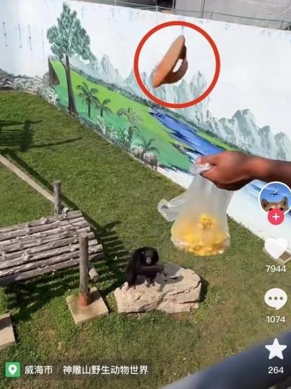 7月31日，一位网友发布的视频显示，在威海市西霞口神雕山野生动物世界，一名小朋友的拖鞋掉进了猩猩园区，随后饲养员试图用爆米花换回鞋子，大猩猩同意后将鞋子扔给原主。图源