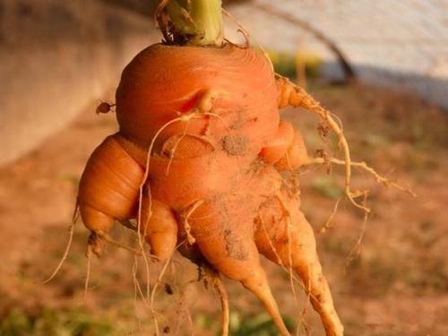 农民种植胡萝卜，胡萝卜的肉质根有4列侧根，发生分叉机会比萝卜多，想要避免胡萝卜出现肉质根分叉，提高胡萝卜品质，首先要分析胡萝卜会发生分叉的几种情况。一、胡萝在以下