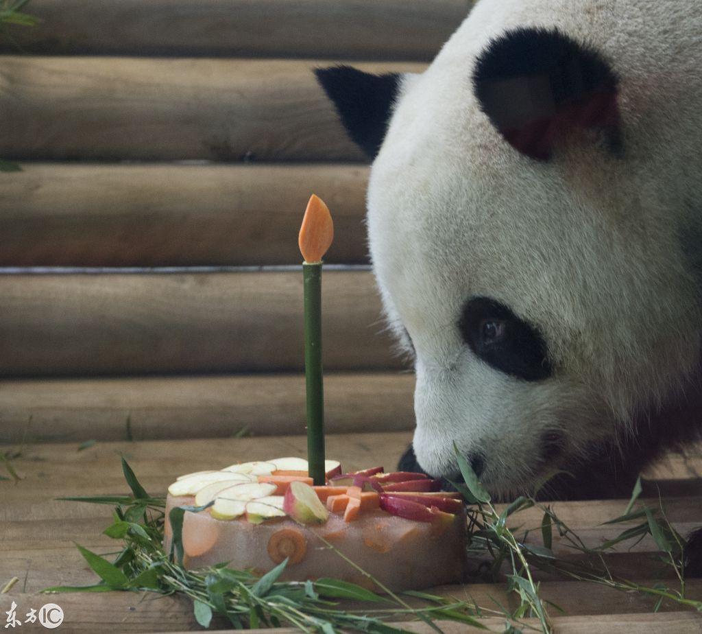 当地时间2018年7月15日上午，来自中国的雄性大熊猫“娇庆”在其居住的德国柏林动物园度过八岁生日。“娇庆”和不久前庆祝五岁生日的雌性大熊猫“梦梦”于2017年6月一同抵达德国柏