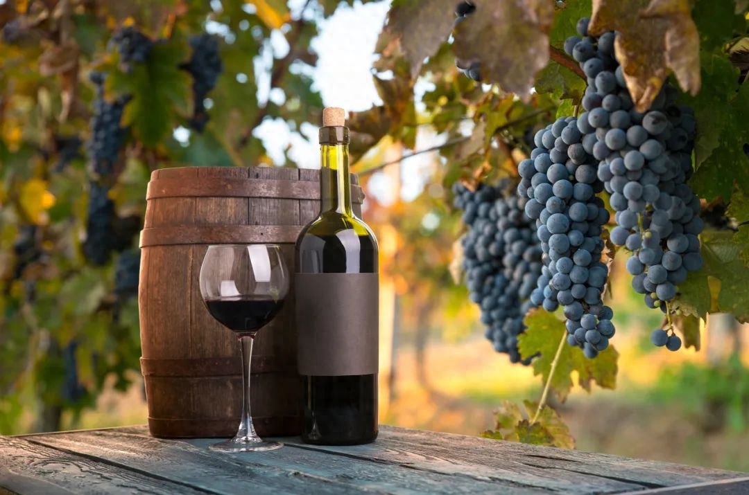 秋季是葡萄成熟的季节，每到这个时候就会有很多人开始自酿葡萄酒。很多人认为自己酿的葡萄酒不仅美味，也能避免喝到假酒，而且还听传言称：经常喝葡萄酒对身体有益。需要注意