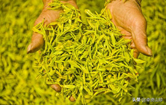 黄金茶 黄金茶系蜡梅科植物、学名为柳叶蜡梅的嫩叶经加工制作而成的一种功能性绿茶。柳叶蜡梅为半常绿灌木，盛产于原始深山，无污染，纯天然，承天地之精华，汇万物之灵气。打