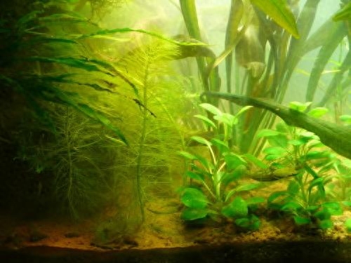 藻类在水族爱好者中是不受欢迎的，纵使再漂亮的水草缸一旦滋生藻类，都会蒙上一层阴影。因此如何预防藻类的滋生是所有水族爱好者都必须要面对的。如果不重视这方面，那么你就