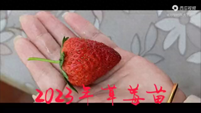 2023年草莓苗。这是我种植的草莓小葱芹菜。这是去年四月份结的果子，有乒乓球大，雨水旱瓜牛太多，烂了很多。今年草莓的根很粗壮，看这大根茎，这是前年种下的苗子，保留到现在