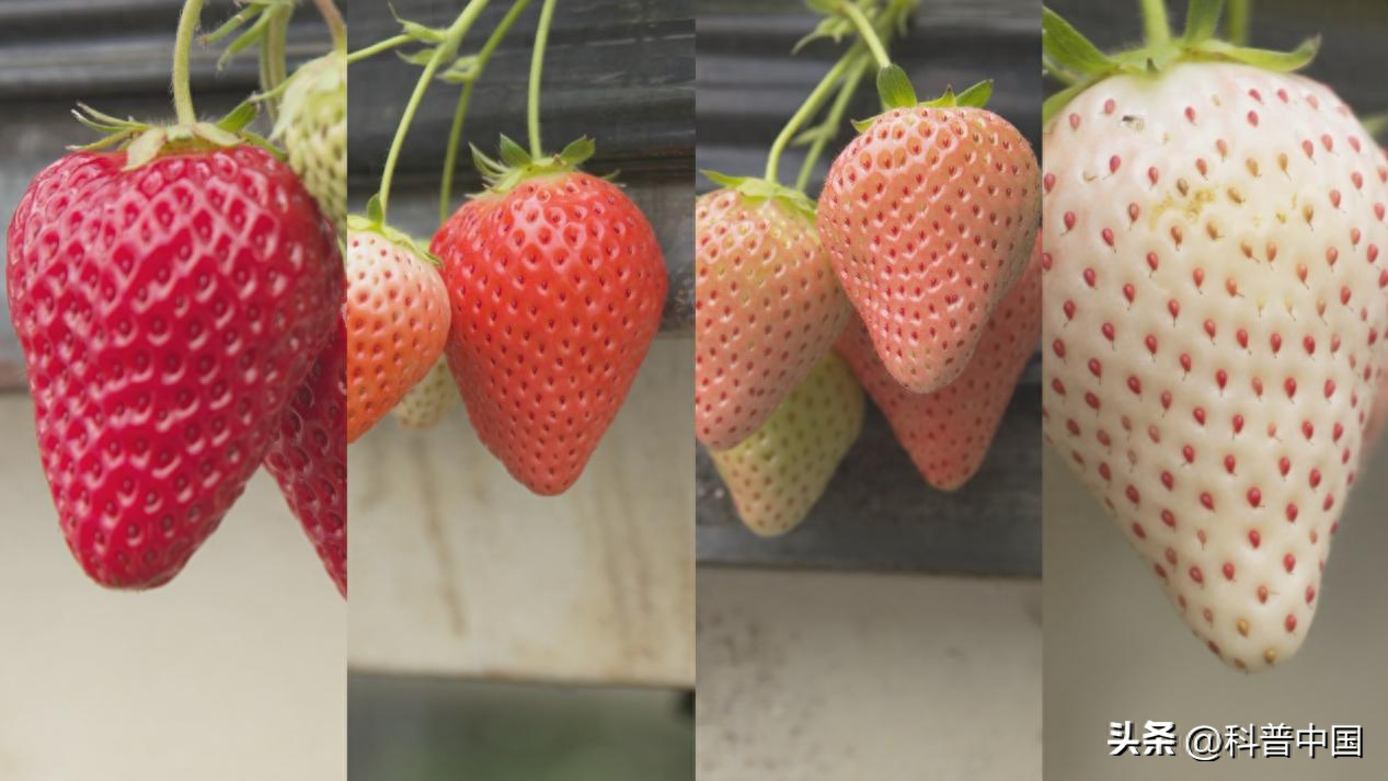 说到草莓大家应该不陌生，它是很常见的一种水果，草莓不但颜色诱人，吃起来的味道也很好，而且营养价值也很丰富，被誉为是“水果皇后”，含有丰富的维生素C、维生素A、维生素