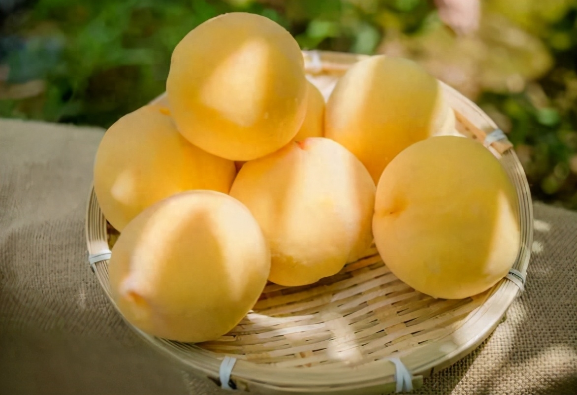 前言导读：南方的黄色水果，6月将成熟，鲜果市场少见，做罐头当成东北特产桃子是当前市面上一种很常见的水果，并且因为多数本地的桃子上市了，价格也有所下跌。有些地方现在桃