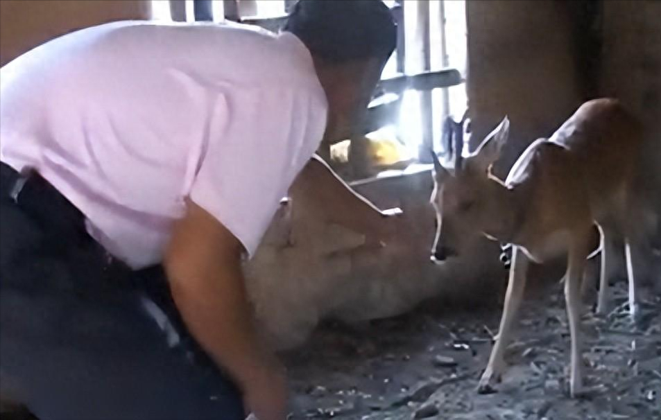 2009年，吉林男子捡到只小鹿，养大后发现：这哪是鹿