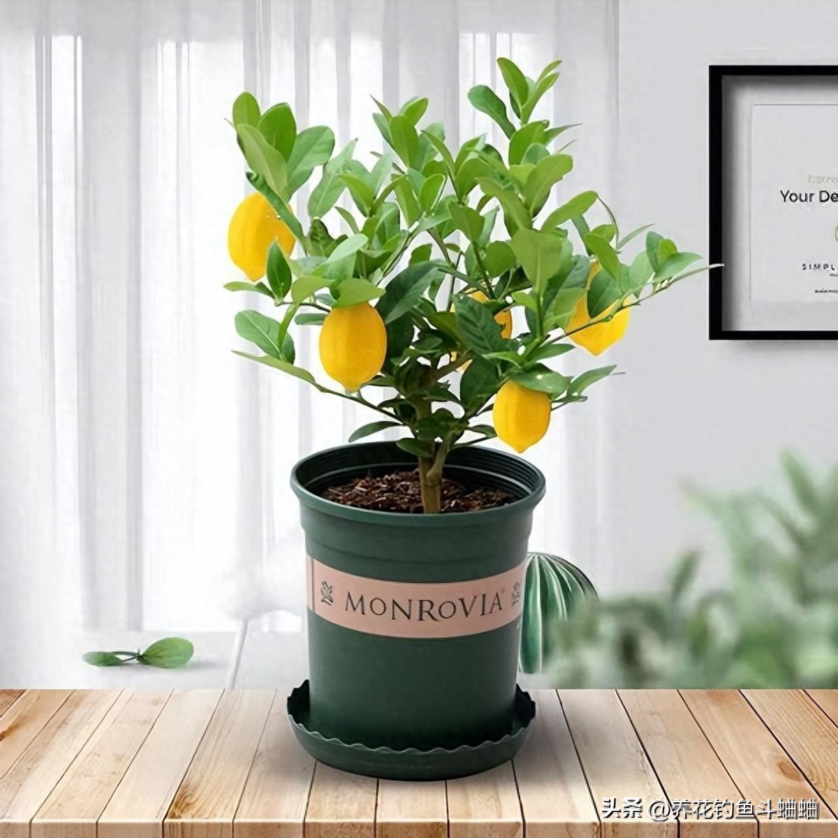 屋里养一盆柠檬盆栽，几年之后就能收获累累硕果，柠檬是一种长在树上的果实，养一盆柠檬，等到它结果的时候，就有充足的天然维C可补充了，而且结果的时候，样子也非常的漂亮，