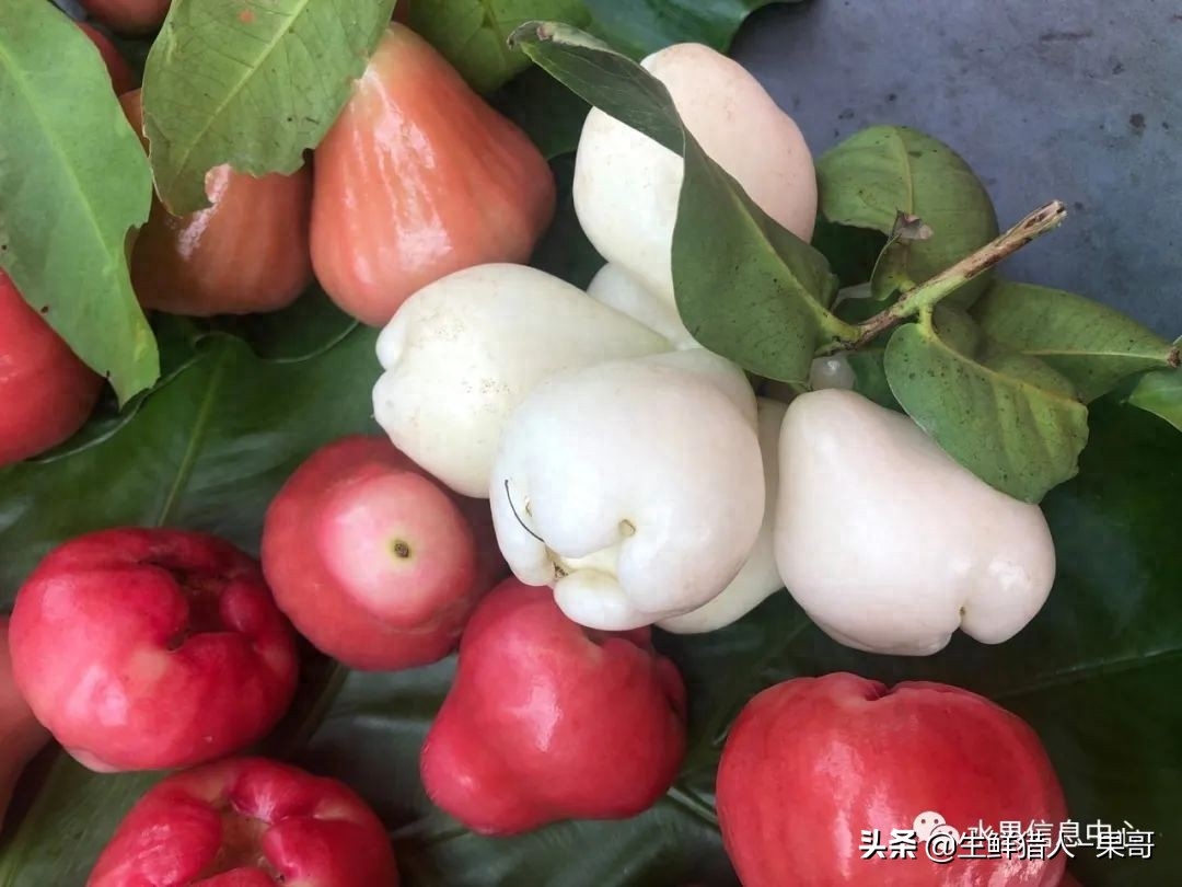 莲雾原产于马来半岛，早在17世纪由荷兰人自爪哇引入中国台湾省。对于莲雾这种热带水果，我们常见的是红色系的品种，我国莲雾依果实颜色可分为深红、淡红、粉红、绿色及白色5种