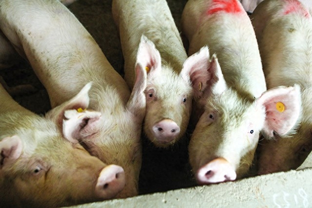 山东省2023年第40周生猪市场行情分析