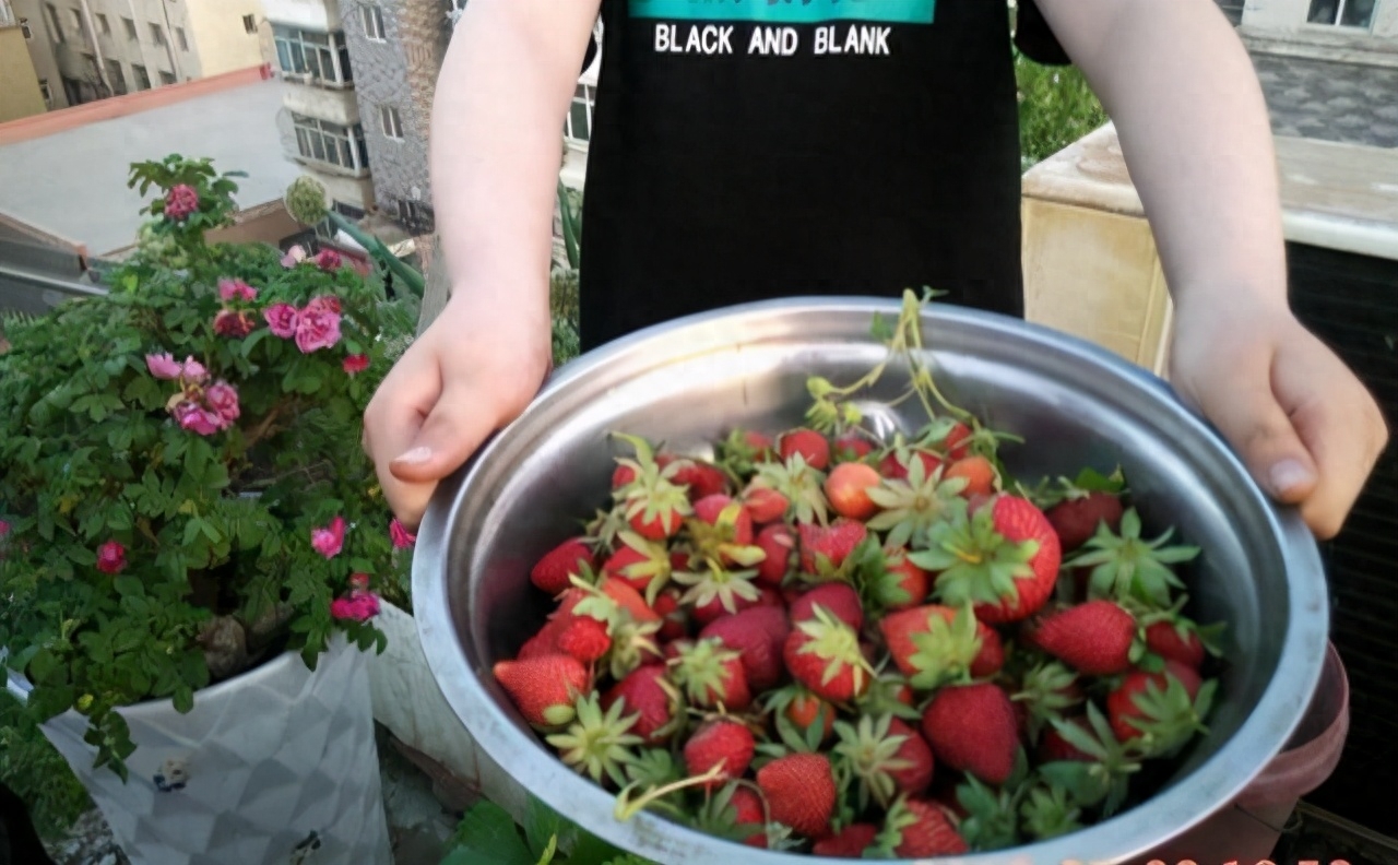 草莓现在正值上市期间，酸酸甜甜人人都喜欢，但是买的草莓，吃起来总是感觉到缺少了味道，不如自己在家里种植草莓吧，有机又健康，孩子还能边吃边摘有意义，吃着也健康。很多