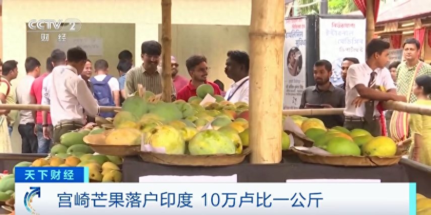 （央视财经《天下财经》）当地时间6月9日，印度西孟加拉邦的第七届芒果节开幕。活动上展出了数百个品种的芒果，其中包括世界知名芒果品种——原产自日本的宫崎芒果，它的口感香