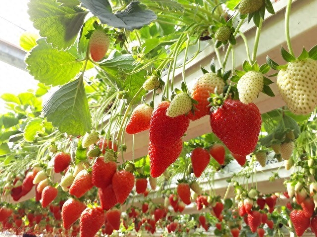 春天，走进棚里，我始知草莓竟有诸多品种——原味、奶油味和巧克力味。这草莓有酸有甜，原来在生长之初，于滋生的土壤汲取营养时就有了分别。这草莓，是爬在架上的藤本植物。