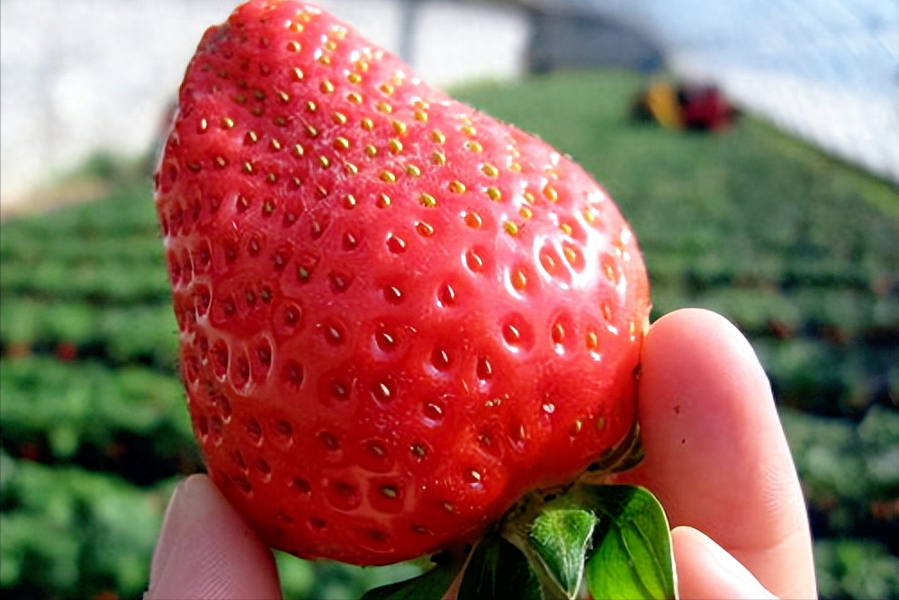 草莓，听起来是一个大众化的水果。但在这些年里，草莓几乎是冬季水果中的“价格之王”。像车厘子、榴莲等进口水果的价格够高了吧？可要是跟国产草莓比起来，很多时候还是稍逊
