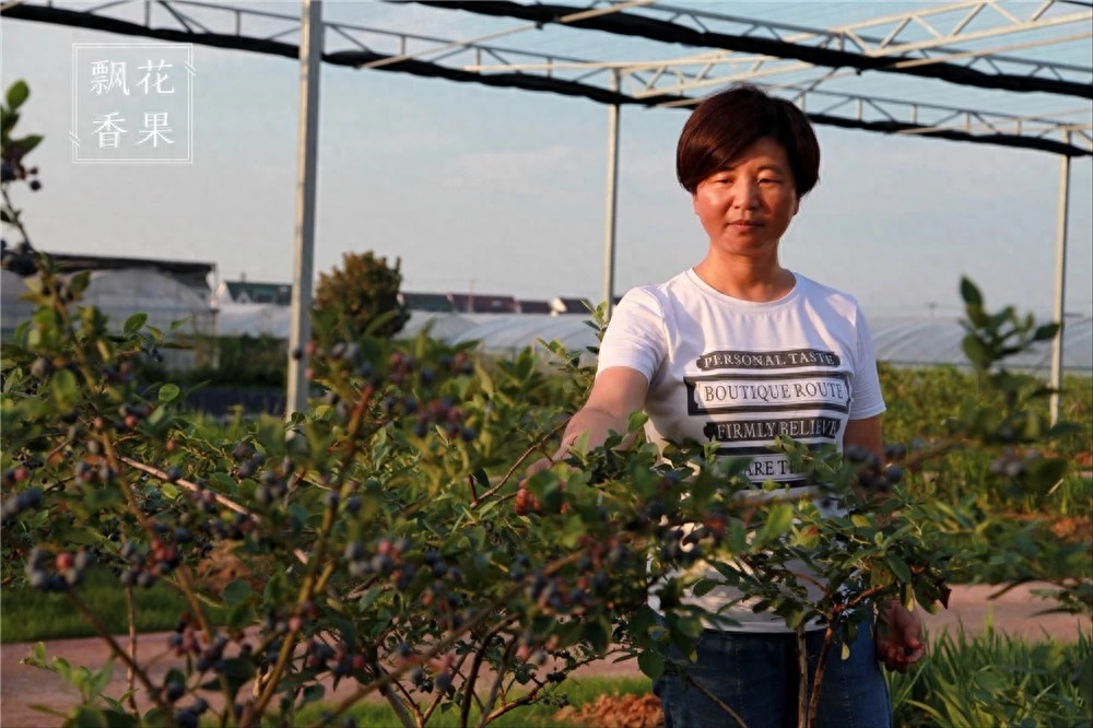 上海市蓝莓研究所所长陆敏在上海，陆敏也算是第一个吃螃蟹的人之一。2003年，在上海市林业总站的牵线搭桥下，陆敏第一次接触到蓝莓这个对几乎所有上海人都很陌生的树种。那年有