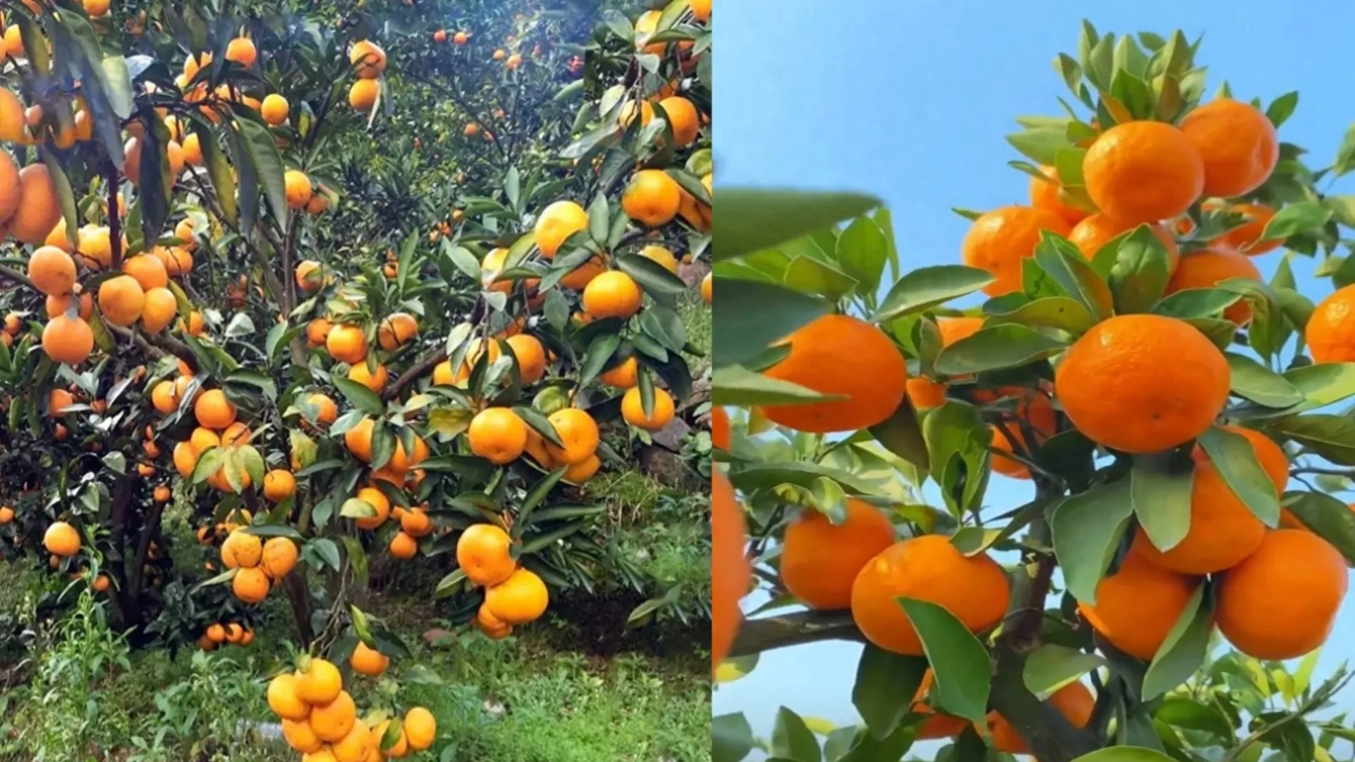 桔子、柚子、橙子和柑在外观、口感、营养成分上有显著的区别。外观桔子外形为扁圆形，果皮颜色为橙红、朱红或橙黄，果皮软且宽松易剥离。柚子外形为圆球形或梨形，果皮稍厚且