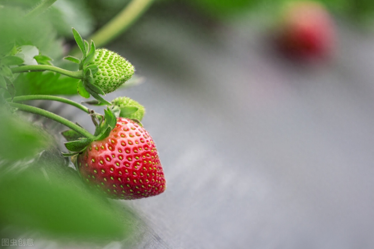 草莓是蔷薇科草莓属多年生草本植物，草莓是一种红色的水果，外观呈心形，鲜美红嫩，果肉多汁，酸甜可口，且有特殊的浓郁水果芳香，被人们誉为“水果皇后”。 草莓怎样种植呢？