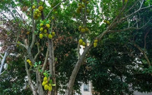 每年5月到7月是芒果成熟的季节不少细（嘴）心（馋）的小伙伴会发现广东的许多道路旁结满了绿色的芒果不仅看起来颜色鲜艳闻起来也很香甜让人很难不动心那么，这些芒果能吃吗？路