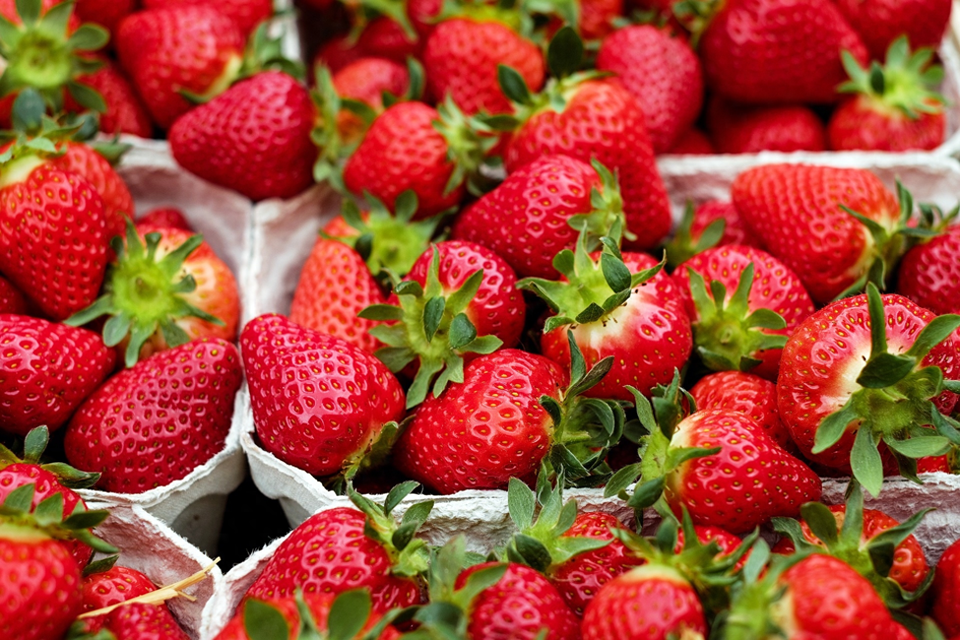 又到了草莓的季节了~甜美多汁的草莓真是让人无法抗拒啊~在这个充斥着草莓香的季节，我们就来聊聊草莓的那些事吧！草莓属于蔷薇科的草莓属植物。一个看起来普普通通的草莓里面含