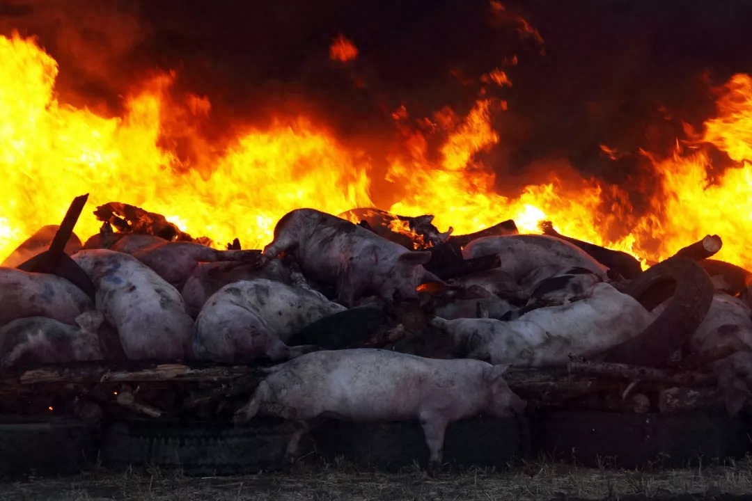 截至目前，非瘟仍旧是全球养猪业的头号难题。近期关于欧洲各国非瘟肆虐的消息传播不断，9月官方发布政策，禁止直接或间接从瑞典输入猪、野猪及其产品。此前官方也禁止了多国猪