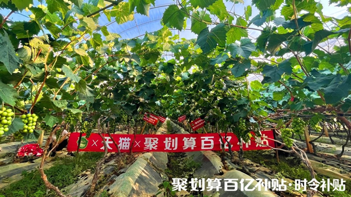据中国果品流通协会数据，2020年国内水果总产量2.74亿吨，足够全国人民每人每天吃1斤。于此同时，很多高端优质水果不仅不降还在增值。比如火遍网络的顶级葡萄“阳光玫瑰”，曾经