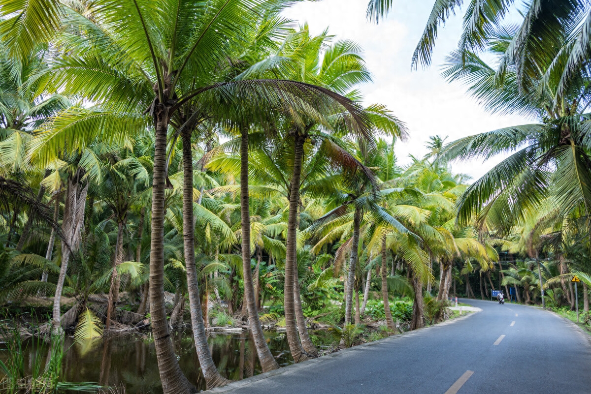 喜欢吃椰子的人们都知道，世界上最好吃的椰子就在泰国！沐浴着海风的泰国椰青，不仅清香甘甜，还带有一种独特的天然奶香，只一口就让你置身树影椰林，沙滩阳光中。椰子树有“