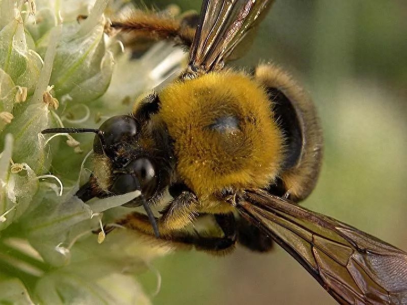比利时熊蜂您见过吗？它们身披毛绒绒的三色衣裳，腿上带着小小的花粉篮，个头也比普通蜜蜂大得多。这些外来的蜜蜂，最大的功能就是授粉！过去，种植西红柿都是自然授粉，露天