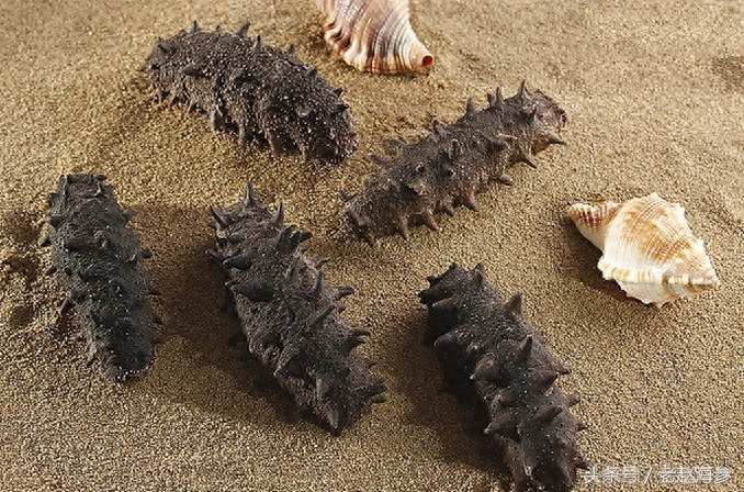 海参，属海参纲，是生活在海边至8000米的海洋棘皮动物，距今已有六亿多年的历史，海参以海底藻类和浮游生物为食。体呈圆筒状，长10~20厘米，特大的可达30厘米。触手轮行，17~30个，