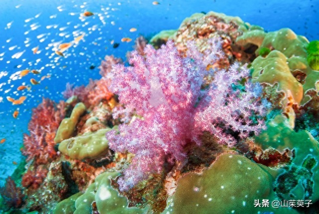 在珊瑚礁的另一个地方，一种小型捕食性软体动物在海底摇晃。在不同形式和色彩的有毒动物中，裸鳃动物，也许是其中最令人惊叹的。它们被描述为迷幻小偷，它们自己不产生任何毒