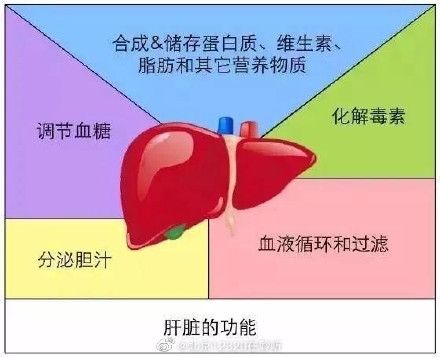 【一起了解肝脏的生理功能】全国爱肝日 肝脏是人体最大的实质性脏器，一般重约1200克～1600克。肝脏的大部分位于人体腹腔的右上腹，小部分位于左上腹。 肝脏的生理功能：1. 分泌和