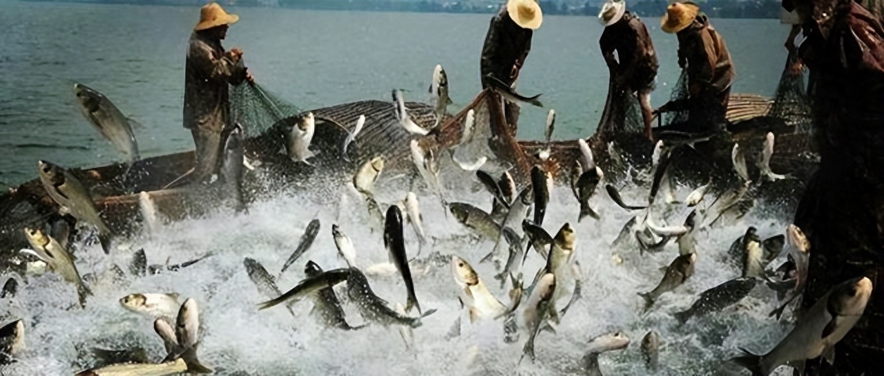 钓鱼必备——鱼饵