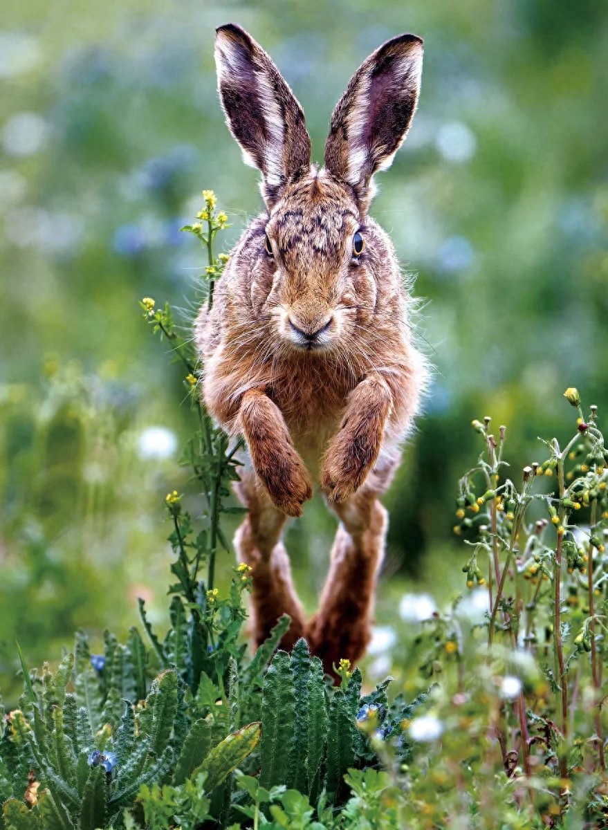 兔是哺乳类兔形目兔科下所有属的总称，俗称兔子。在中国，兔子代表温顺、可爱、长寿、敏捷、机智、吉祥、警觉，还寓意善良、积极。在自然界中，兔子有着稳定生态系统和不可替