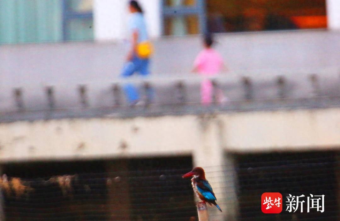 图为白胸翡翠鸟飞来南京扬子晚报网9月3日讯（通讯员 武家敏 记者 梅建明）连日来，在南京月牙湖里，飞来一只十分美丽的珍稀小鸟，它站在湖边的柳树枝上，凝视水面，静等捕鱼。记