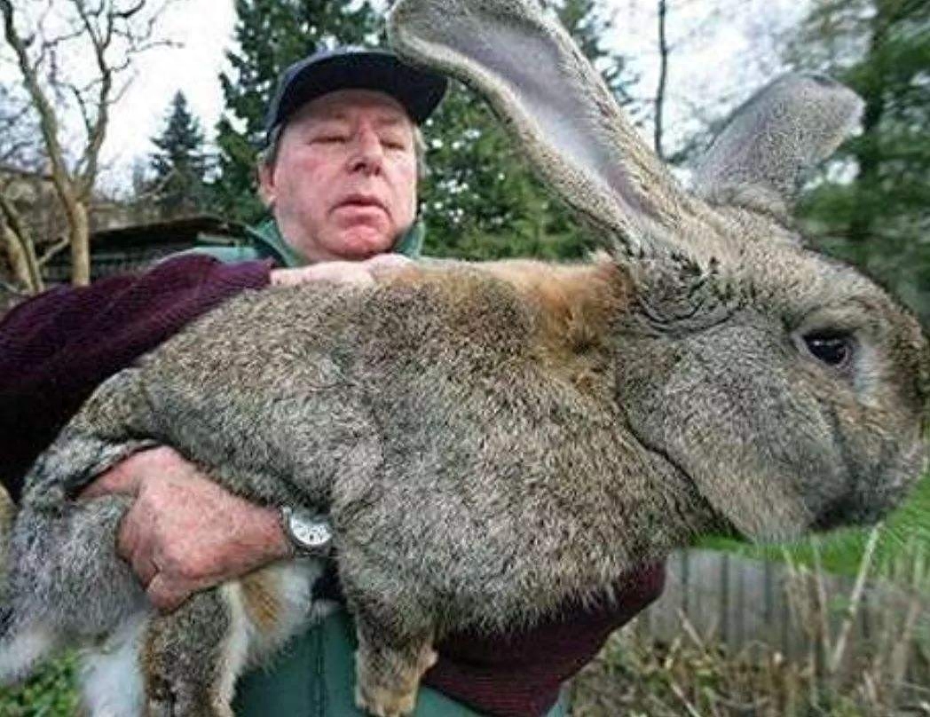 澳大利亚野兔成灾，体重达百斤，为何没人吃？本地