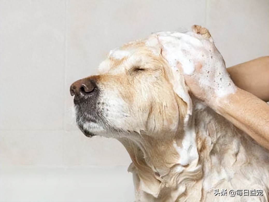 给狗狗洗澡是为了保证它们的干净卫生，减少因为细菌感染而生病的可能。所以无论我们的狗狗是否喜欢洗澡，作为它们的主人，我们都要定时定点地为狗狗洗澡。给狗狗洗澡是一件非