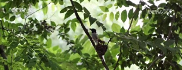 央视网消息：每年5月至7月，都是濒危物种寿带鸟的繁育季。最近，在陕西汉中的山林间，摄影师拍下了寿带鸟在林中育雏的罕见画面。一袭洁白羽毛、两条华丽的尾羽，这是一只雄性寿