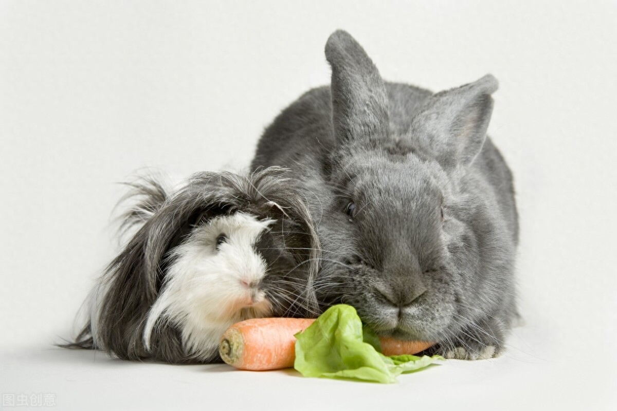 兔粮是专门为宠物兔提供的营养食品，属于全价食物。通俗说就是将兔子所需的营养成分按一定的比例进行配制，具有营养全面、消化吸收率高、饲喂方便等优点。但是市面上的兔粮选