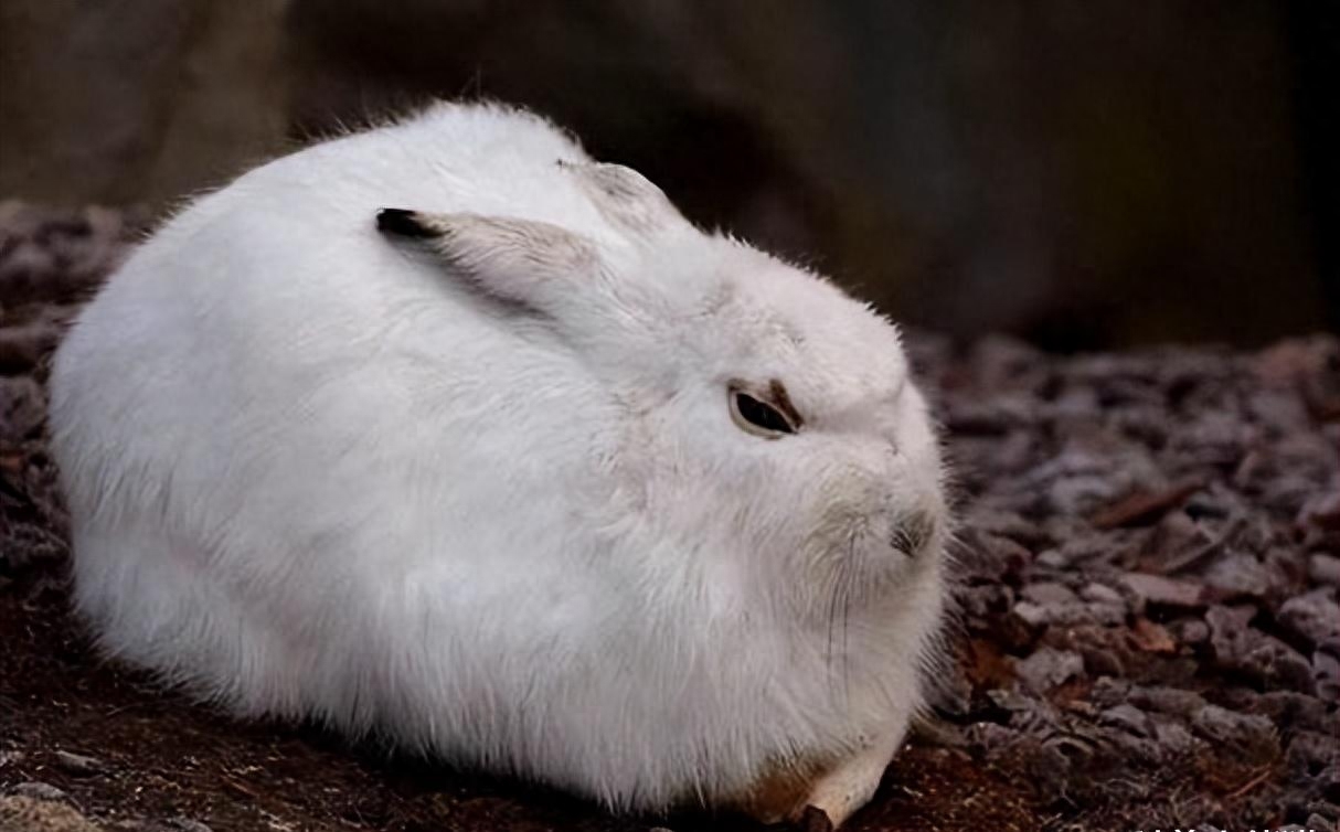 兔子能够快速繁殖,却没有成为人类的主要肉类,这是