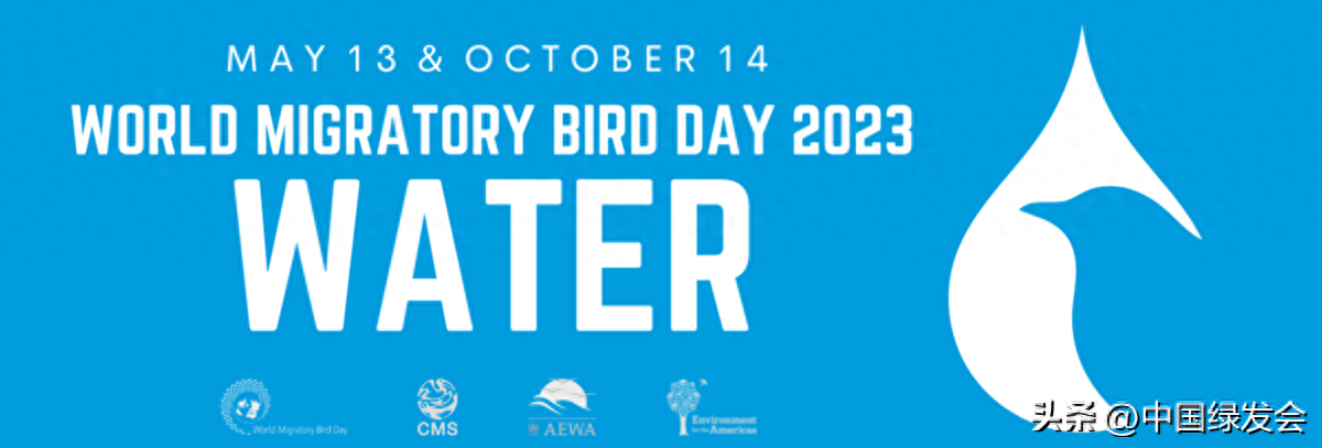 “水：维持鸟类生命”| 世界候鸟日