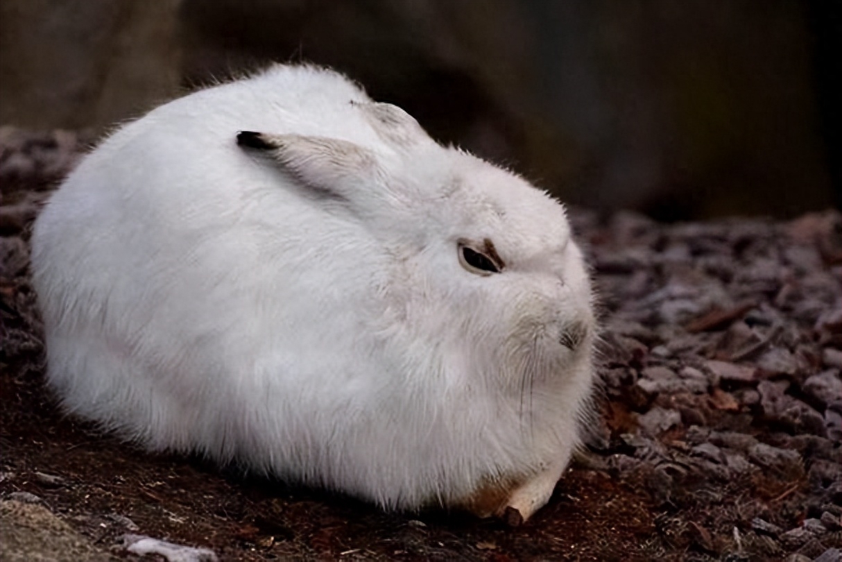 兔子能够快速繁殖，却没有成为人类的主要肉类，这