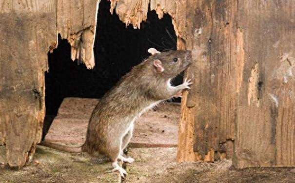 如果家里有了老鼠光顾真是非常烦恼的事情，它不但会在家里偷吃打洞还会带来疾病，嚣张的老鼠还有可能咬人，对家人的安全健康是一大威胁。今天小野教大家制作一个无毒的灭鼠药