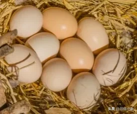 鸡蛋可以吃，蛋壳能不能给鸡吃呢？答案可能让你意