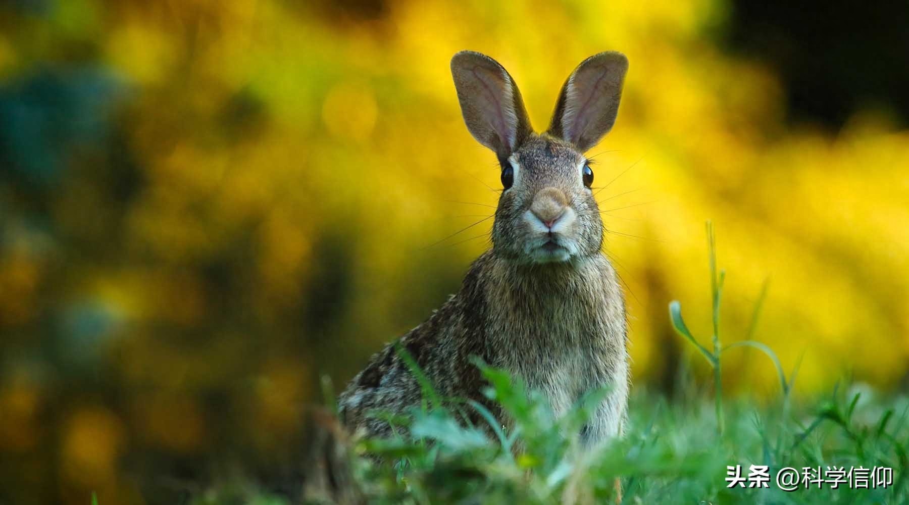 繁殖能力超强的兔子，却未能成为人类的主要肉食，