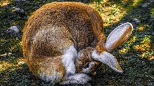兔子居然会吃屎，为什么粪便对于生物十分具有吸引