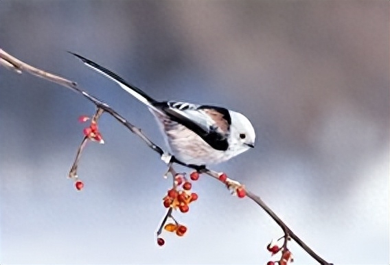 中国鸟类界的颜值扛把子，北长尾山雀，人送外号“