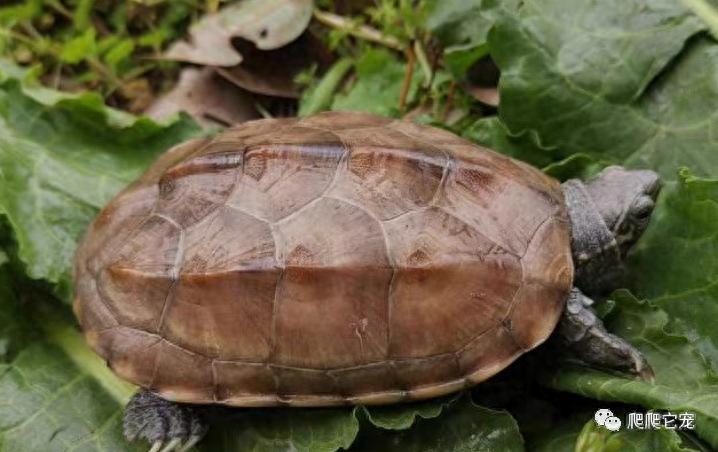 “温室龟”真的不能养吗？为什么养龟人谈“温”色