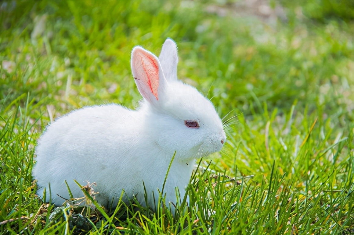 兔子喜欢吃什么 兔子吃什么