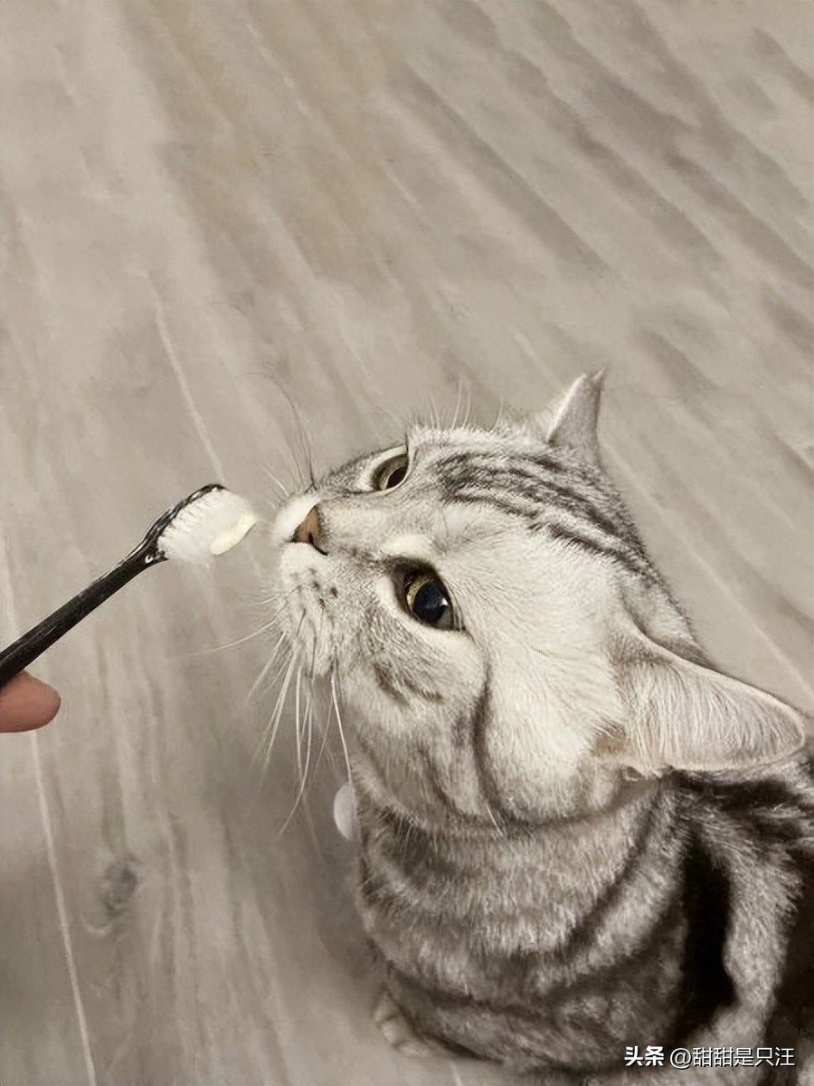 猫咪不让刷牙，那是因为猫咪不适应，所以才会反抗。想让猫咪好好刷牙，简单来说就是，让猫适应触碰牙齿→适应牙膏的味道→尝试给猫咪刷牙，具体方法如下：① 平常的时候可以试