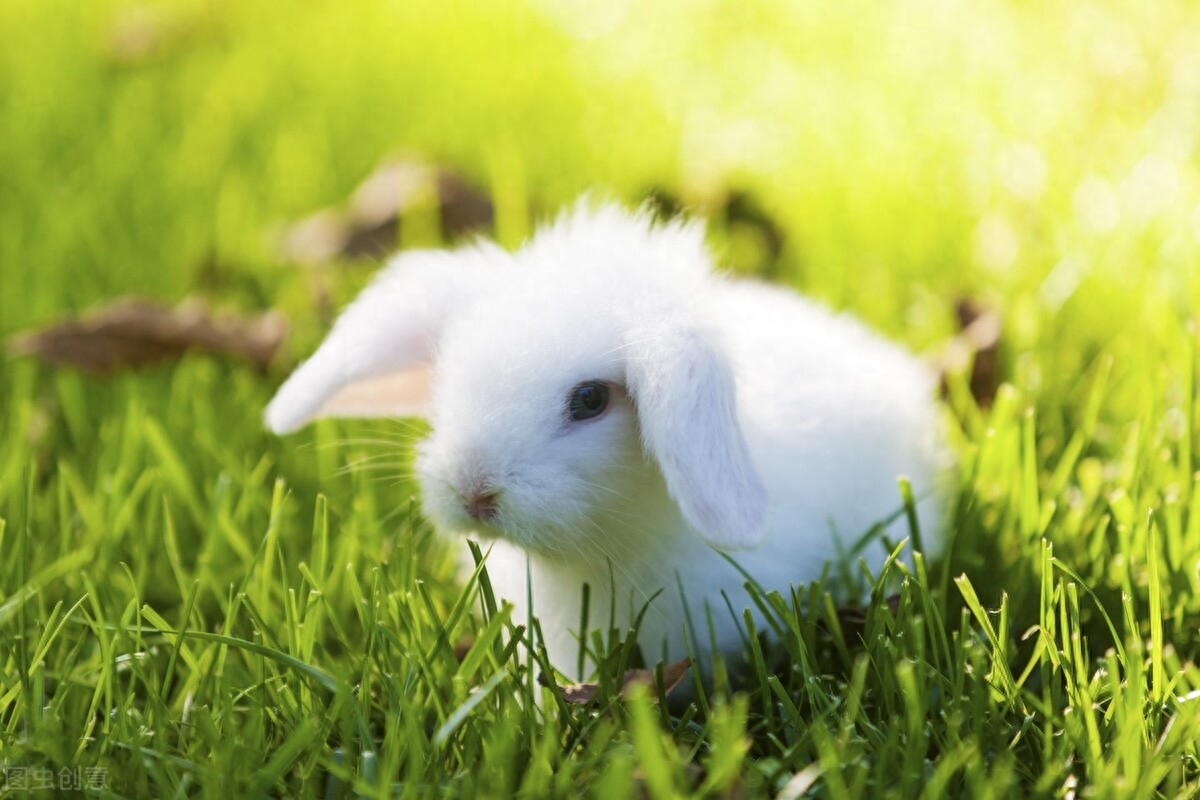 小白兔属于草食性动物，平时主要以草类食物为主，但只给小白兔单一的草类食物是不够的，每种食物所含的营养有限，兔子主人给小白兔合理的搭配食物才能使小白兔健康地生长。接