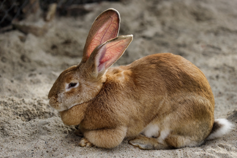 佛兰芒巨兔的体重通常超过 10 公斤（22 磅），是迄今为止世界上最大的兔子品种。它们也是极其温顺的生物，是很棒的宠物。佛兰芒巨人最初是在比利时法兰德斯饲养的实用品种，因其